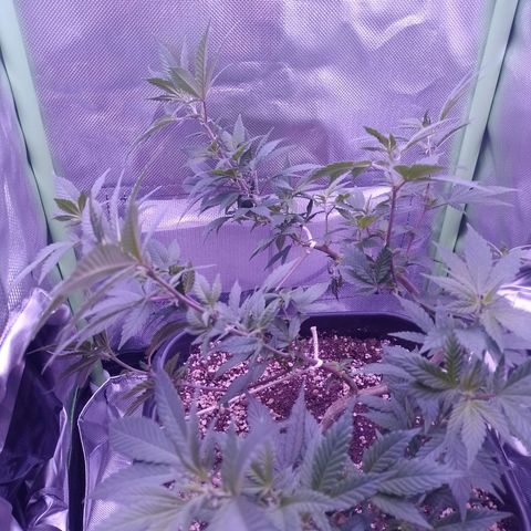Purple Punch growlog timeline photo