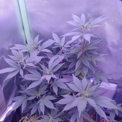 Purple Punch growlog timeline photo