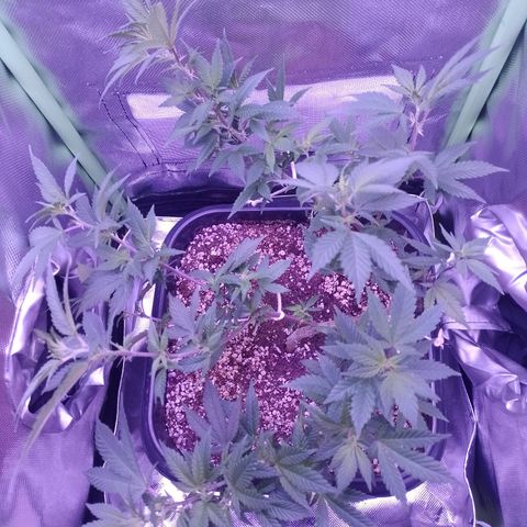 Purple Punch growlog timeline photo