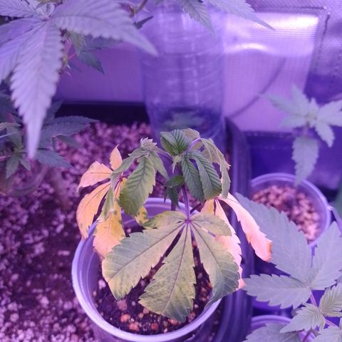 Sweet Cherry Pie growlog timeline photo