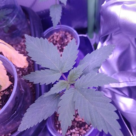 Banana Purple Punch #2 growlog timeline photo