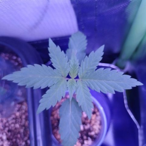 Banana Purple Punch #1 growlog timeline photo