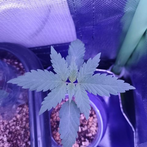 Banana Purple Punch #1 growlog timeline photo