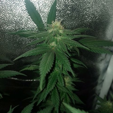 Purple Punch growlog timeline photo