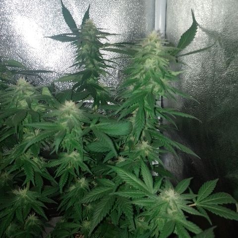 Purple Punch growlog timeline photo