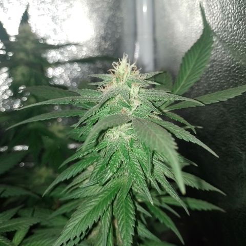 Purple Punch growlog timeline photo