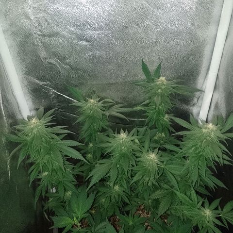 Purple Punch growlog timeline photo