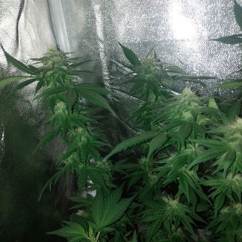 Purple Punch growlog timeline photo