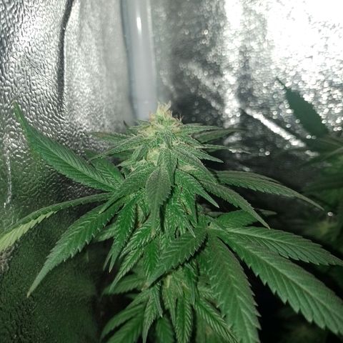 Purple Punch growlog timeline photo