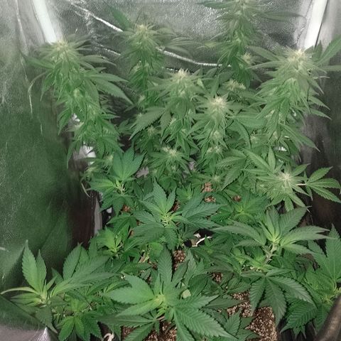 Purple Punch growlog timeline photo