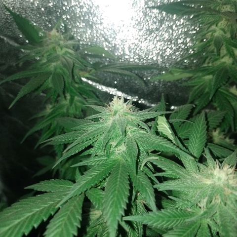 Purple Punch growlog timeline photo