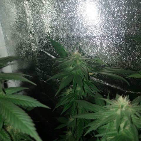 Purple Punch growlog timeline photo