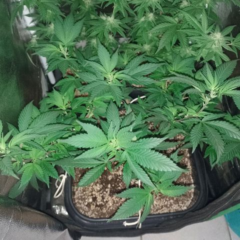 Purple Punch growlog timeline photo