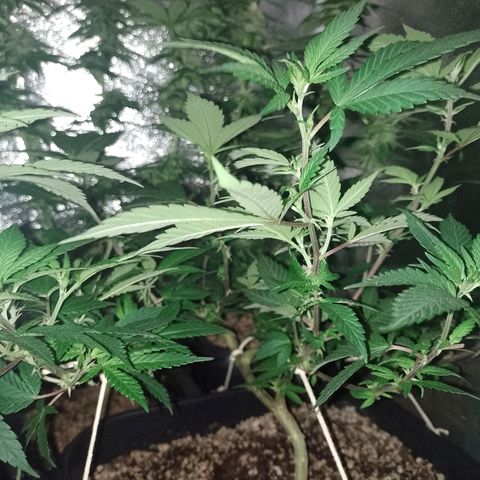 Purple Punch growlog timeline photo