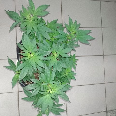 Purple Punch growlog timeline photo