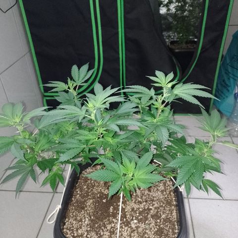 Purple Punch growlog timeline photo