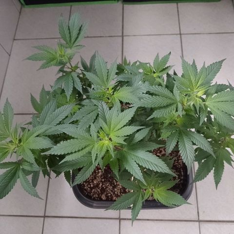 Purple Punch growlog timeline photo