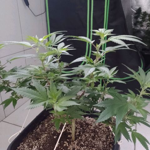 Purple Punch growlog timeline photo