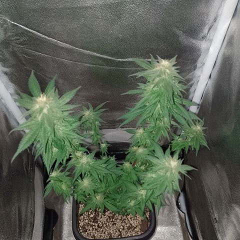 Purple Punch growlog timeline photo