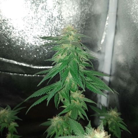 Purple Punch growlog timeline photo