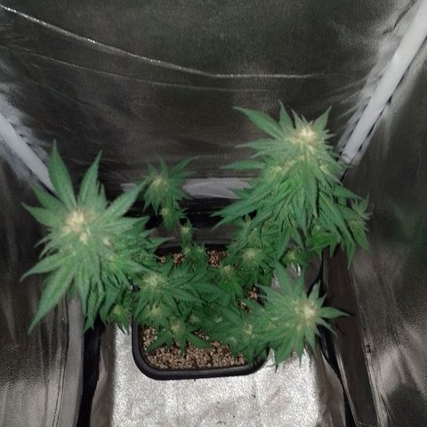 Purple Punch growlog timeline photo