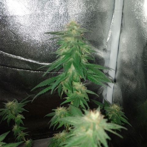 Purple Punch growlog timeline photo