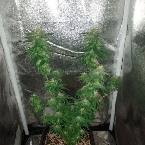 Purple Punch growlog timeline photo