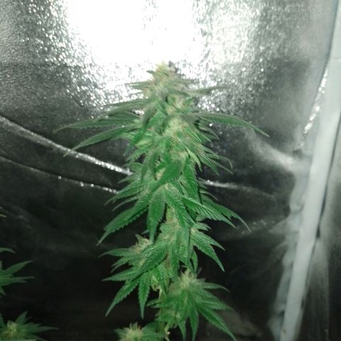 Purple Punch growlog timeline photo