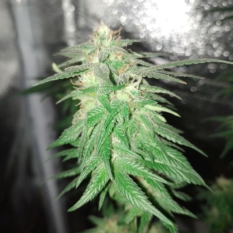 Purple Punch growlog timeline photo