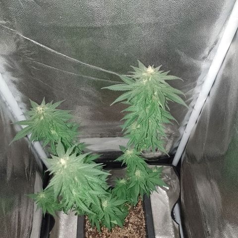 Purple Punch growlog timeline photo