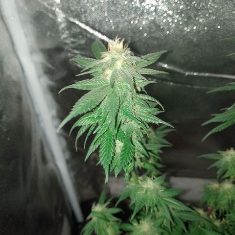 Purple Punch growlog timeline photo