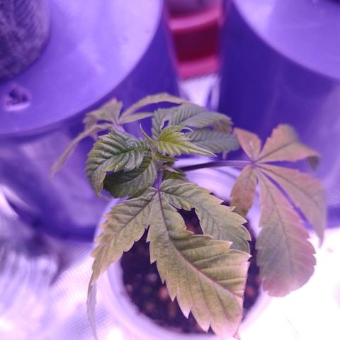 Sweet Cherry Pie growlog timeline photo
