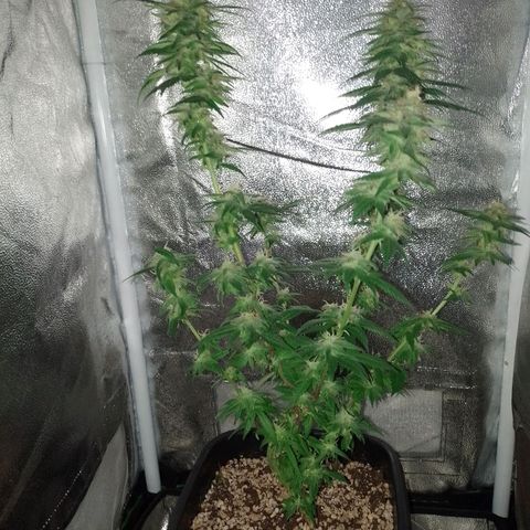 Purple Punch growlog timeline photo