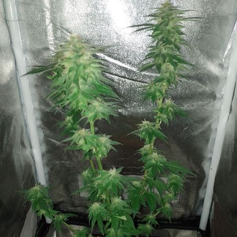 Purple Punch growlog timeline photo