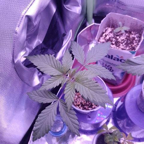Banana Purple Punch #1 growlog timeline photo