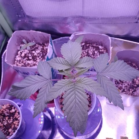 Banana Purple Punch #2 growlog timeline photo