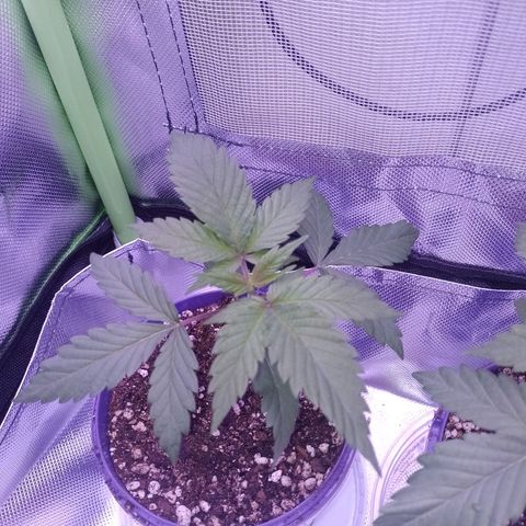 Banana Purple Punch #1 growlog timeline photo