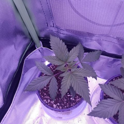Banana Purple Punch #1 growlog timeline photo