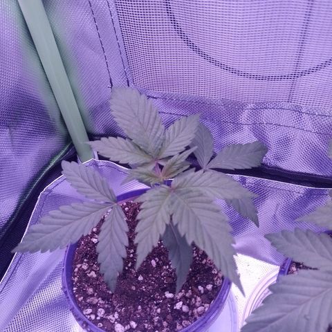 Banana Purple Punch #1 growlog timeline photo