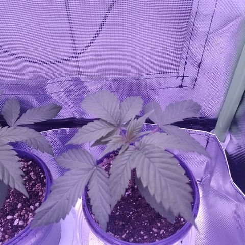 Banana Purple Punch #2 growlog timeline photo