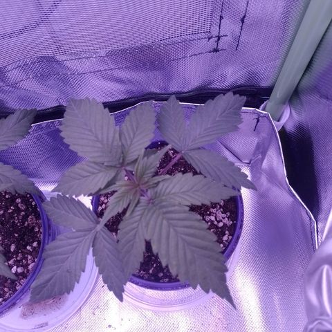 Banana Purple Punch #2 growlog timeline photo