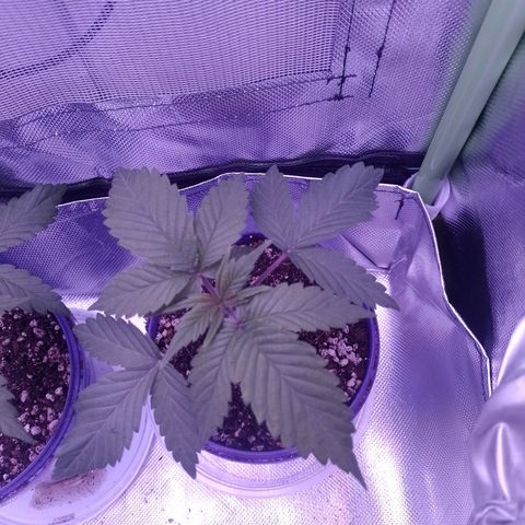 Banana Purple Punch #2 growlog timeline photo