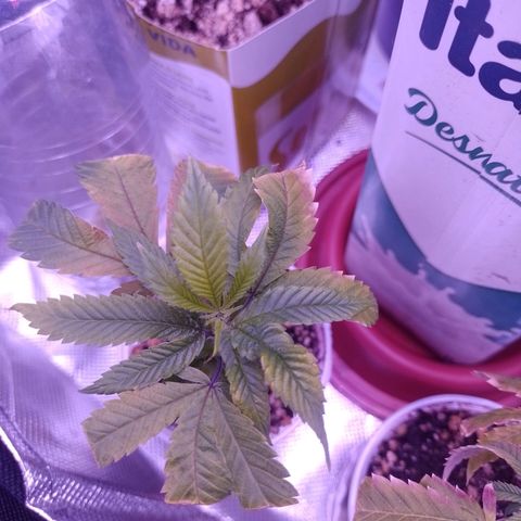 Sweet Cherry Pie growlog timeline photo