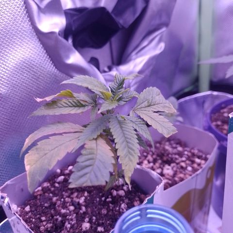 Sweet Cherry Pie growlog timeline photo