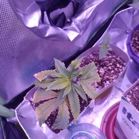 Sweet Cherry Pie growlog timeline photo