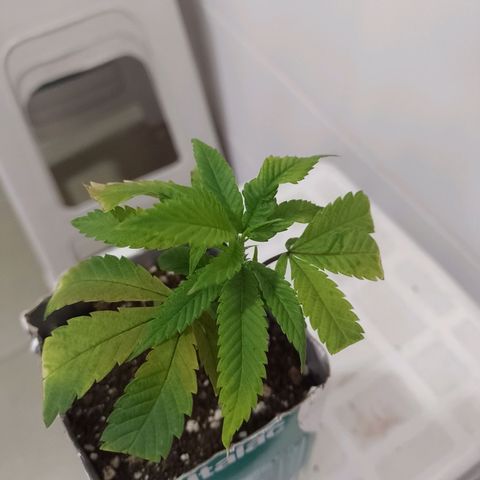 Sweet Cherry Pie growlog timeline photo