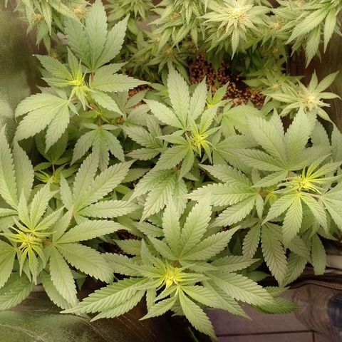 Purple Punch growlog timeline photo