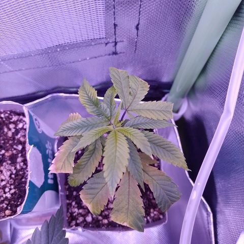 Sweet Cherry Pie growlog timeline photo