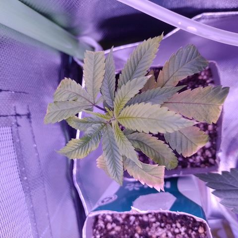 Sweet Cherry Pie growlog timeline photo