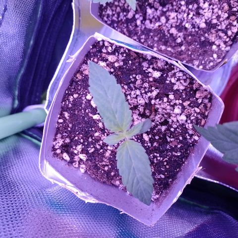 Big Bud 2 growlog timeline photo